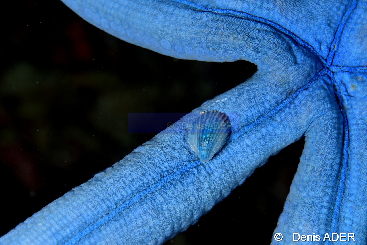 Linckia laevigata Thyca crystallina-Moga Island Jetty Hoga-8m-20180529nuit-Denis-ADER-DSC_2055_tn.jpg